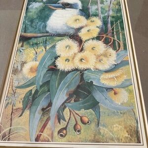 Kookaburra  Image of Kookaburras (genus Dacelo)